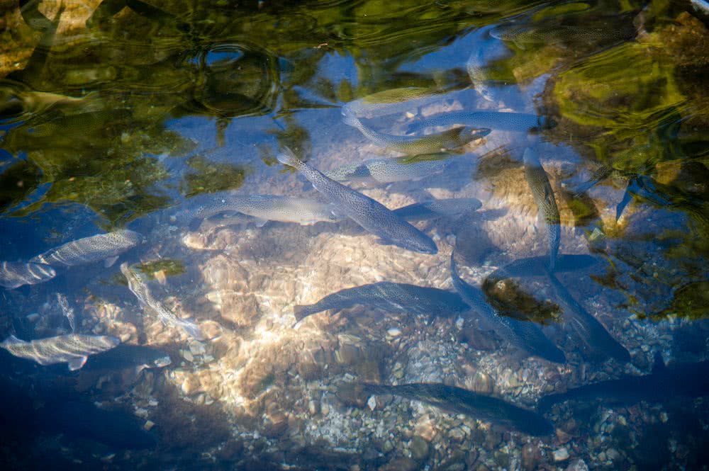 Travnik - Fotografija Druga