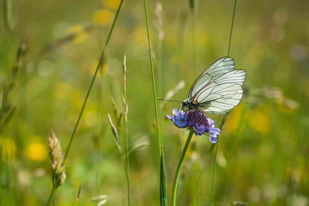 Planine - Fotografija Jedanaesta